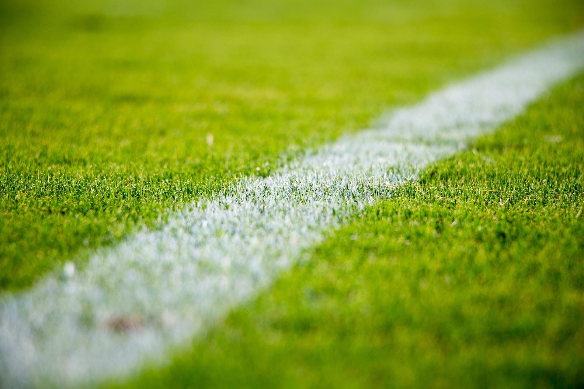 stocksnap-grass-2616911_1920